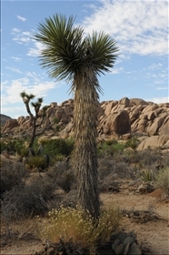 Joshua Tree NP